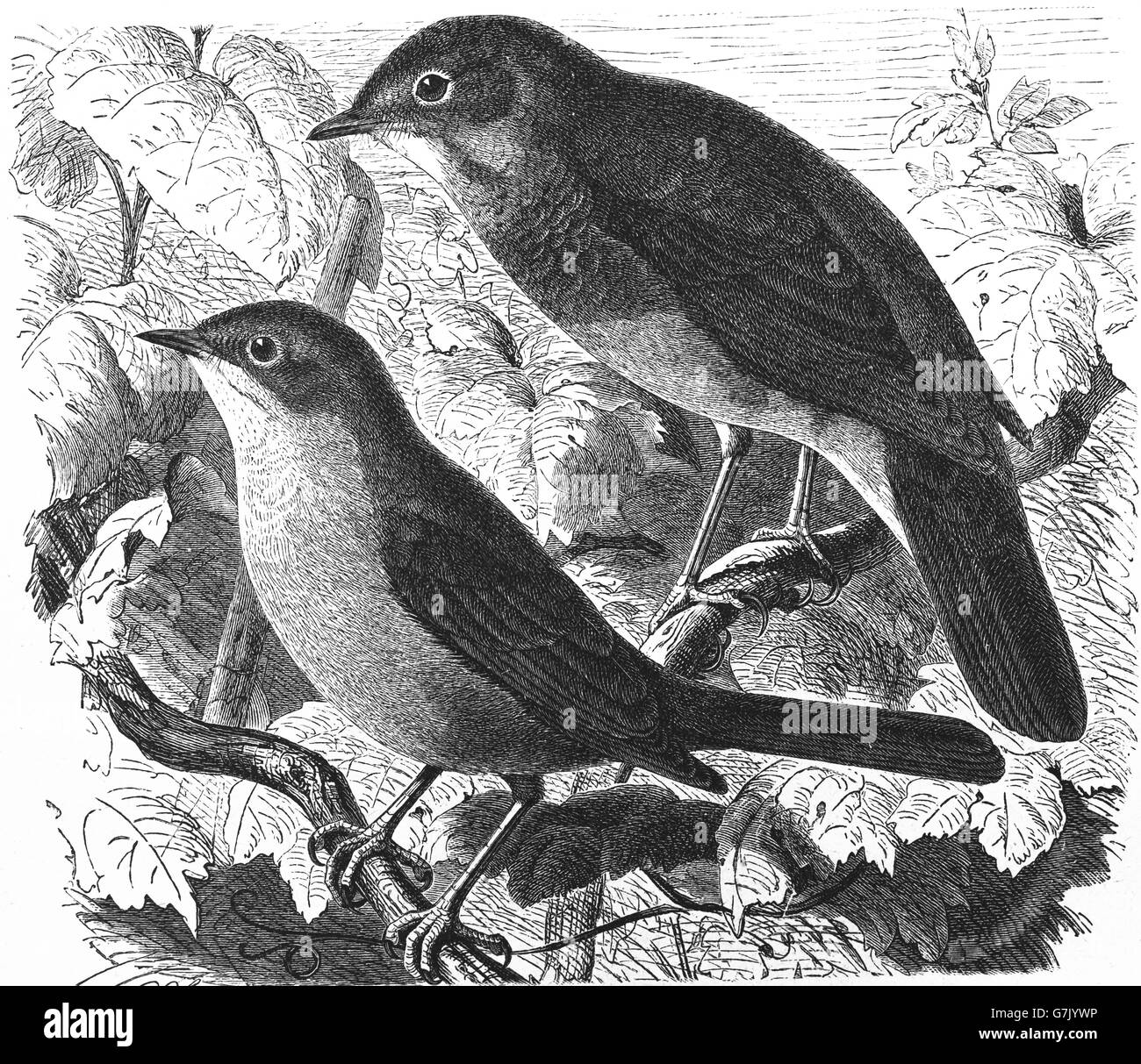 Nachtigall, Luscinia Megarhynchos und Soor Nachtigall, Luscinia Luscinia, Illustration aus Buch datiert 1904 Stockfoto