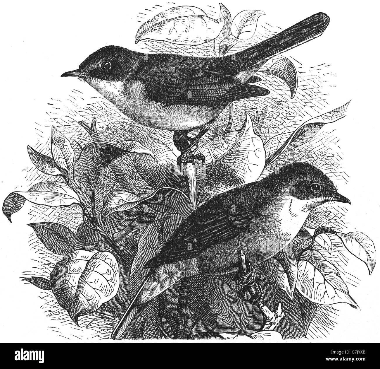 Sylvia arten Fotos und Bildmaterial in hoher Auflösung Alamy