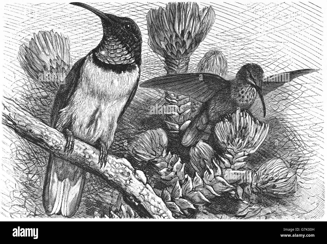 Ecuadorianische Hillstar, Oreotrochilus Chimborazo, Kolibri, Illustration aus Buch datiert 1904 Stockfoto