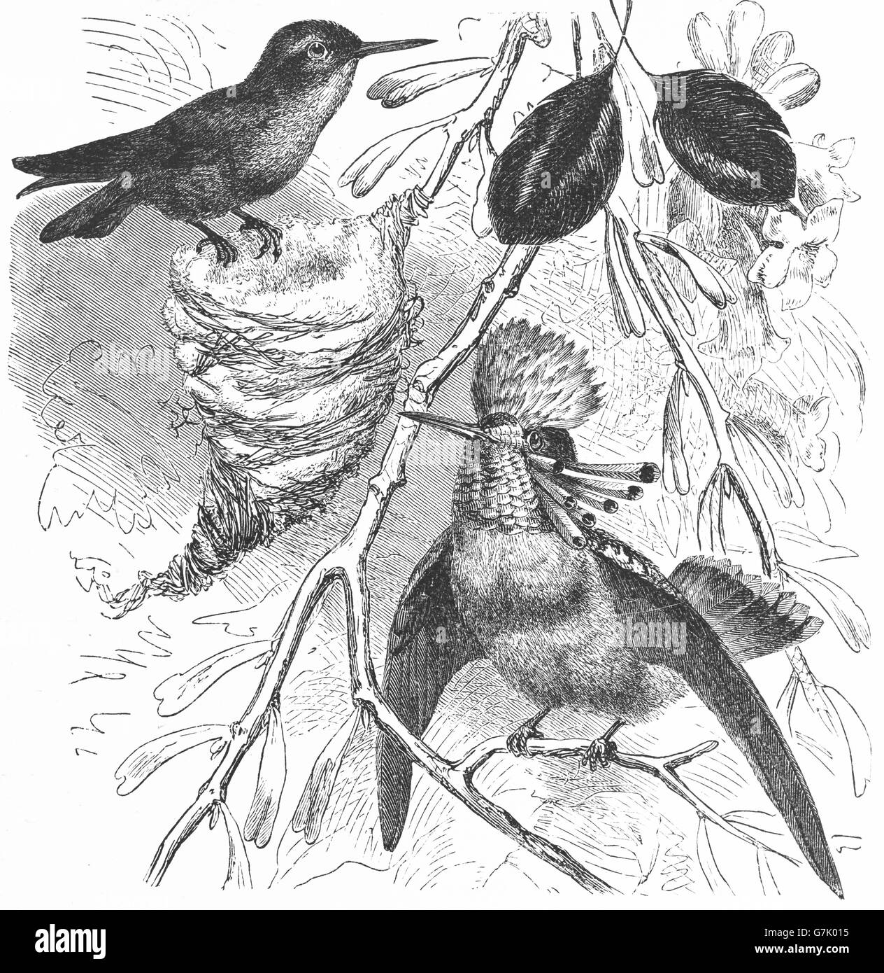 Getuftete kokette, Lophornis Ornatus, Kolibri, Illustration aus Buch datiert 1904 Stockfoto