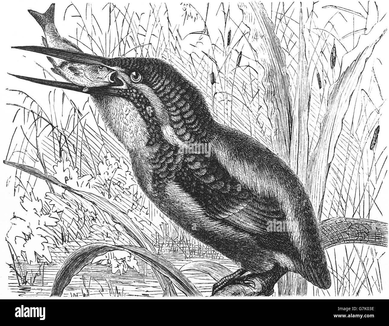 Eisvogel Alcedo Atthis, Illustration aus Buch datiert 1904 Stockfoto