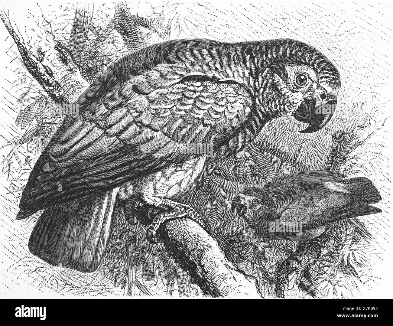 Graupapagei, Psittacus Erithacus, Illustration aus Buch datiert 1904 Stockfoto