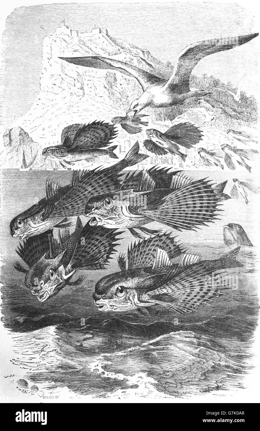 Fliegen, Knurrhahn, Dactylopterus Volitans, Helm Knurrhahn, Illustration aus Buch datiert 1904 Stockfoto