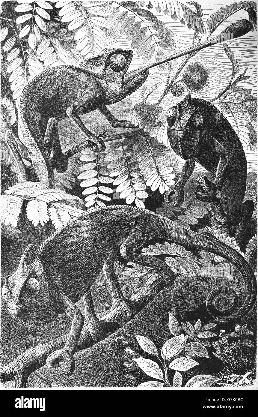 Gemeinsamen Chamäleon, mediterrane Chamäleon, Chamaeleo Chamaeleon, Illustration aus Buch datiert 1904 Stockfoto