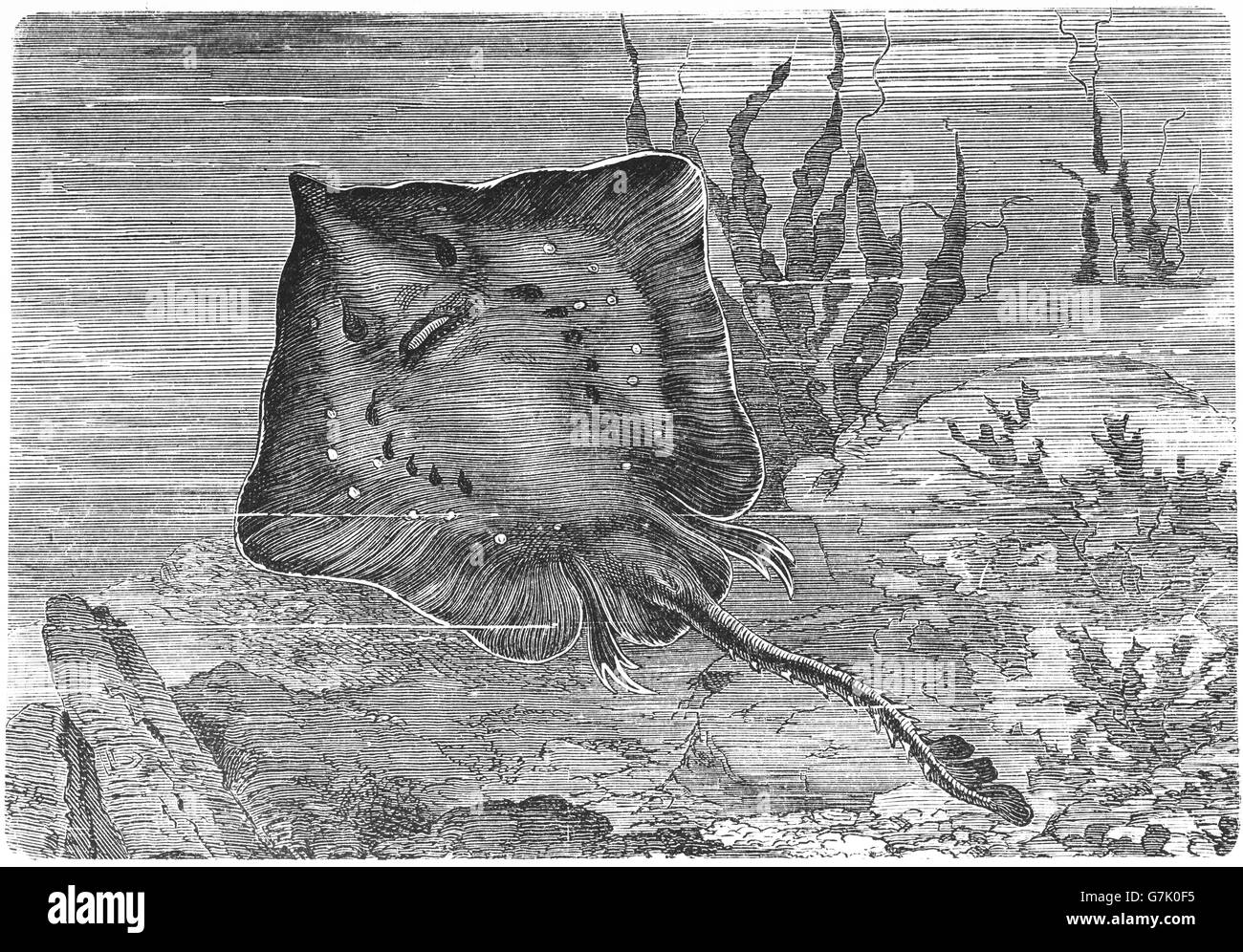 Nagelrochen, Raja Clavata, Skate, Illustration aus Buch datiert 1904 Stockfoto