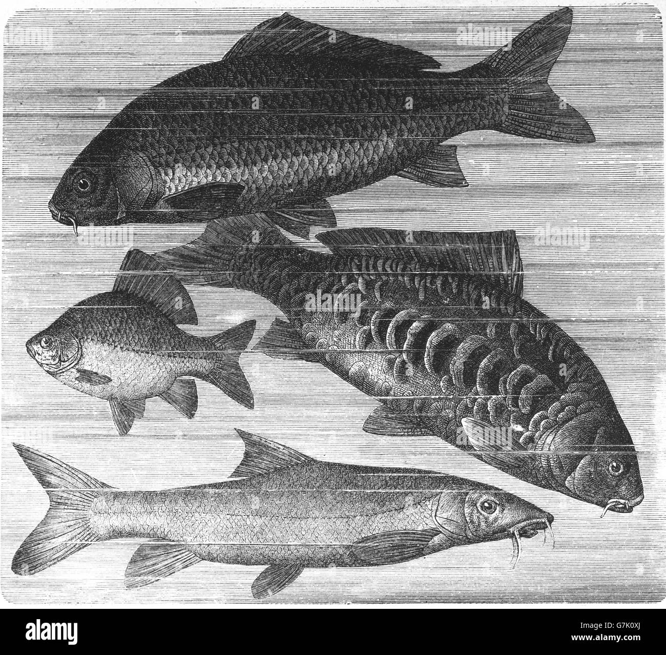 Karpfen, Cyprinus Carpio, Karausche, Carassius Carassius, gemeinsame Barbe Barbus Barbus, Illustration aus Buch datiert 1904 Stockfoto