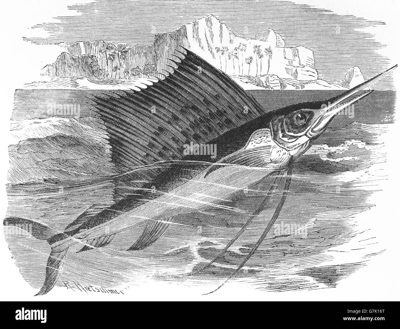 Indo-pazifischen Fächerfisch, Istiophorus Platypterus, Illustration aus Buch datiert 1904 Stockfoto