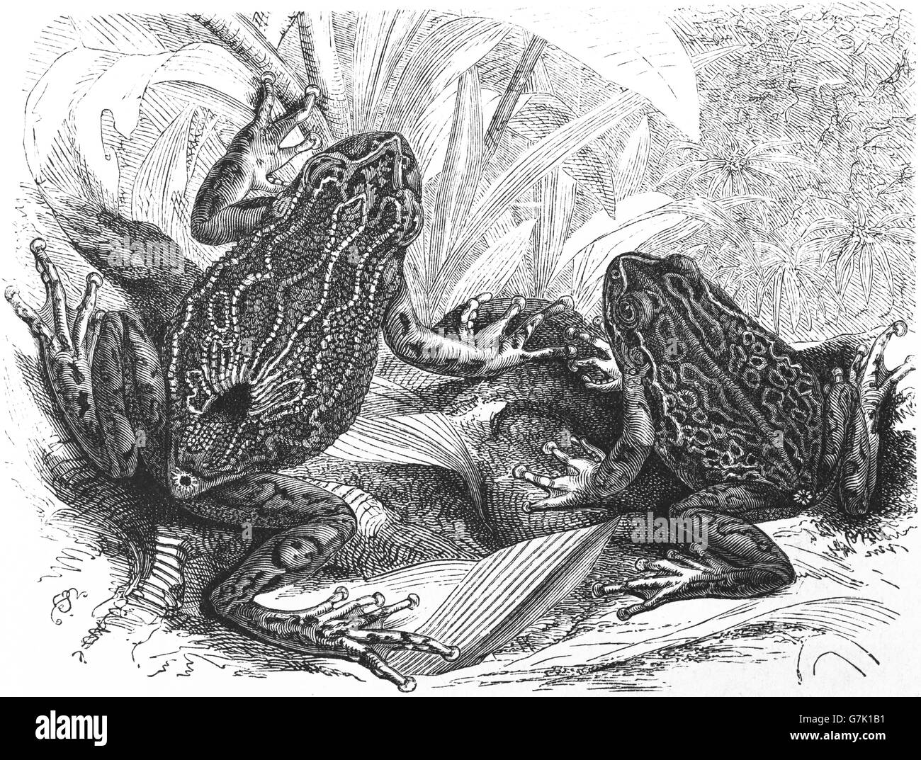 Beuteltiere Grasfrosch, Gastrotheca Marsupiata, Hemiphractidae, Illustration aus Buch datiert 1904 Stockfoto