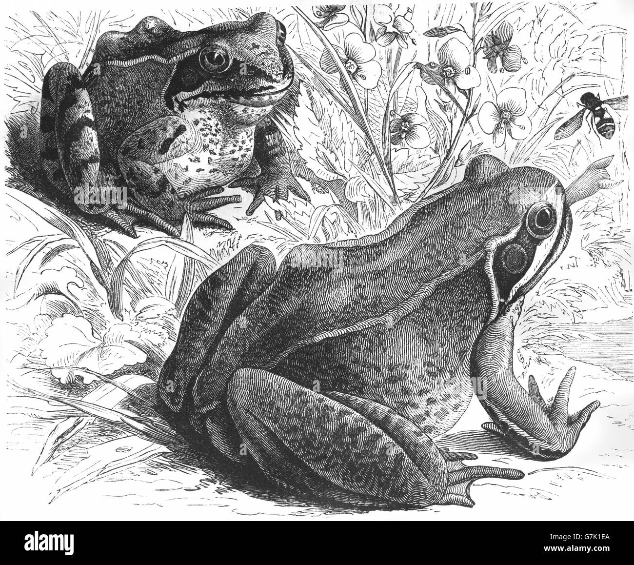 Grasfrosch, Rana Temporaria, Illustration aus Buch datiert 1904 Stockfoto