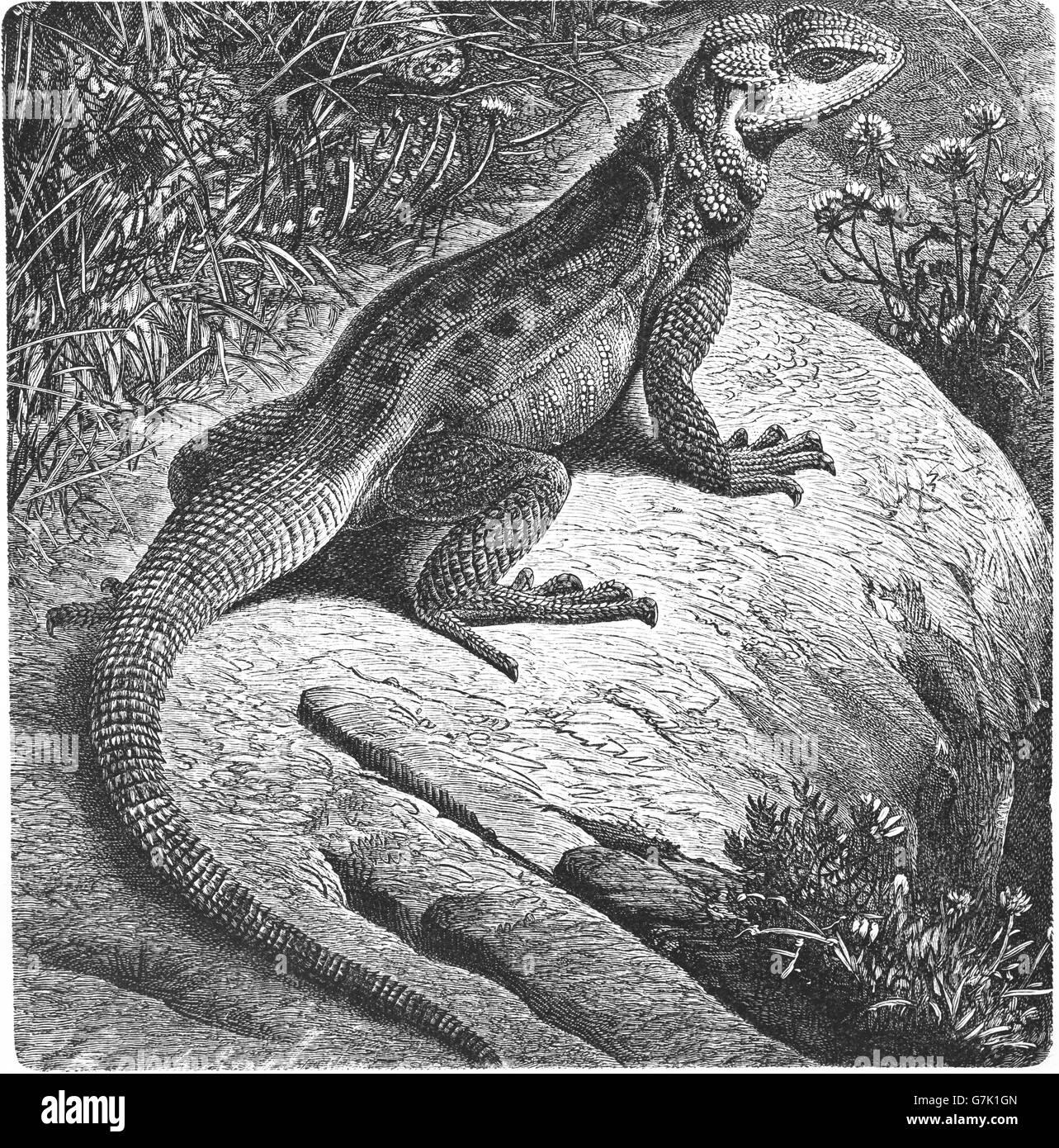 Stellagama, Stellio Stellagama, Stellion, Hardim, Hardun, Lacerta Stellio, Agama Stellio, Illustration aus Buch datiert 1904 Stockfoto