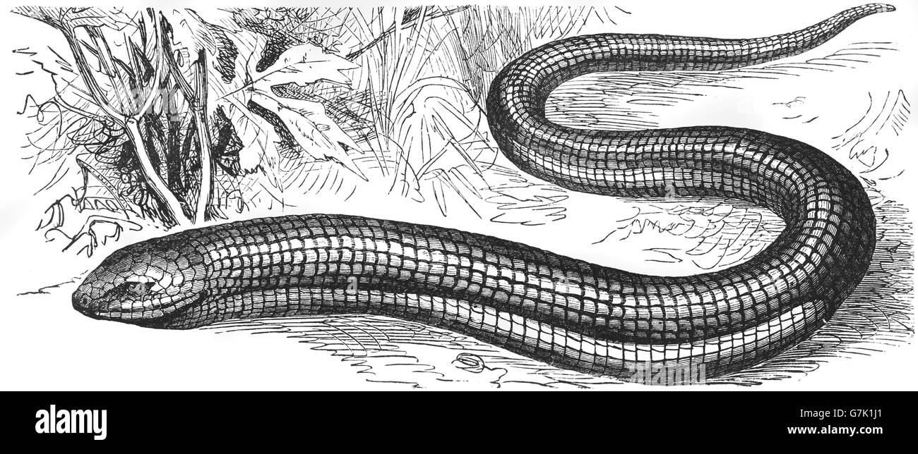 Sheltopusik, Scheltopusik, Pallas Glas Eidechse, Europäische beinlose Echse, Pseudopus Apodus, Illustration aus Buch datiert 1904 Stockfoto