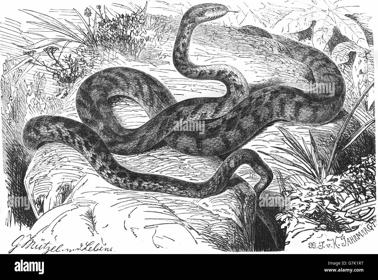 Europäische Katze Schlange, Soosan Schlange, Telescopus Goldhahnenfuß, Illustration aus Buch datiert 1904 Stockfoto