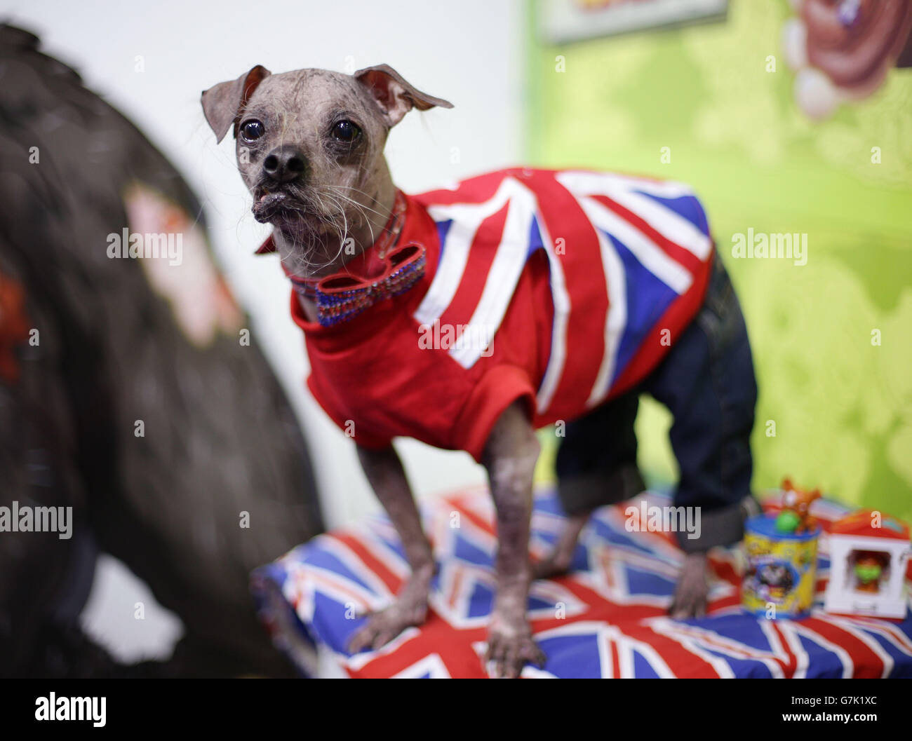 Mugglys, der offizielle hässlichste Hund der Welt, lanciert den Ugglys Pet Shop, eine neue Reihe von Sammlerstücken im Miniaturformat Uggly Mutts - während der Pressevorschau zur Toy Fair 2015 in Olympia in London. Stockfoto