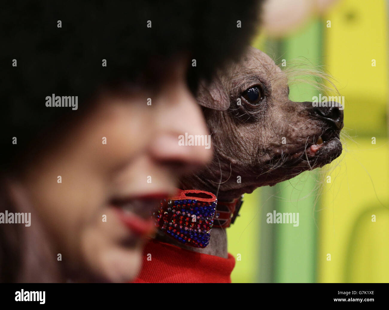 Mugglys, der offizielle hässlichste Hund der Welt, lanciert den Ugglys Pet Shop, eine neue Reihe von Sammlerstücken im Miniaturformat Uggly Mutts - während der Pressevorschau zur Toy Fair 2015 in Olympia in London. Stockfoto