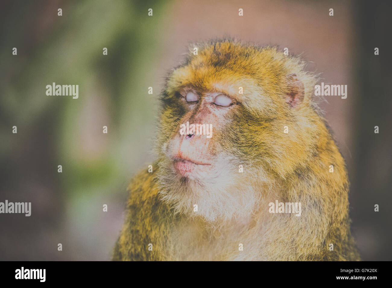 Affe-Porträt mit geschlossenen Augen Stockfoto