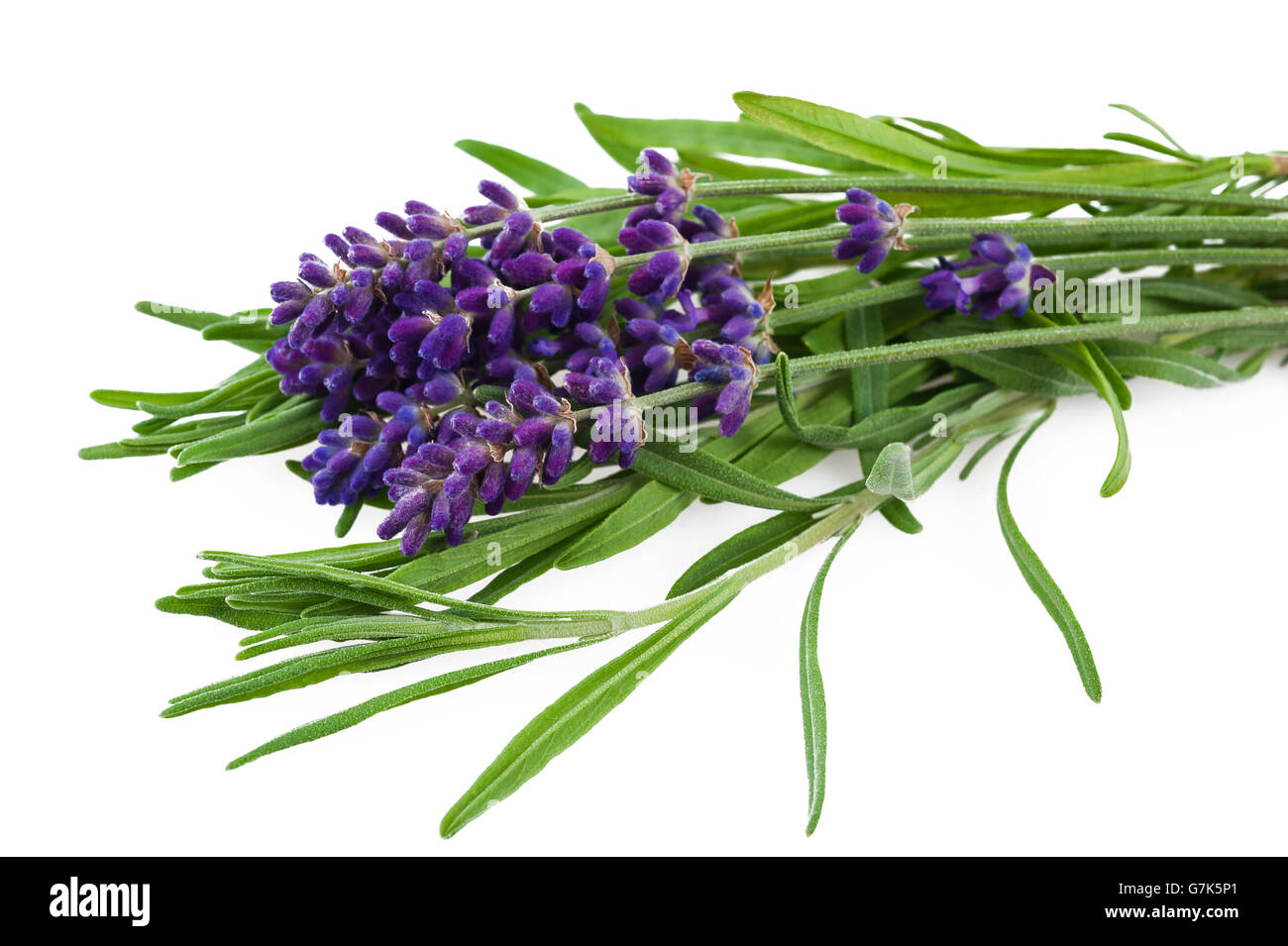 Lavendel Blumen Haufen isoliert auf weißem Hintergrund Stockfoto