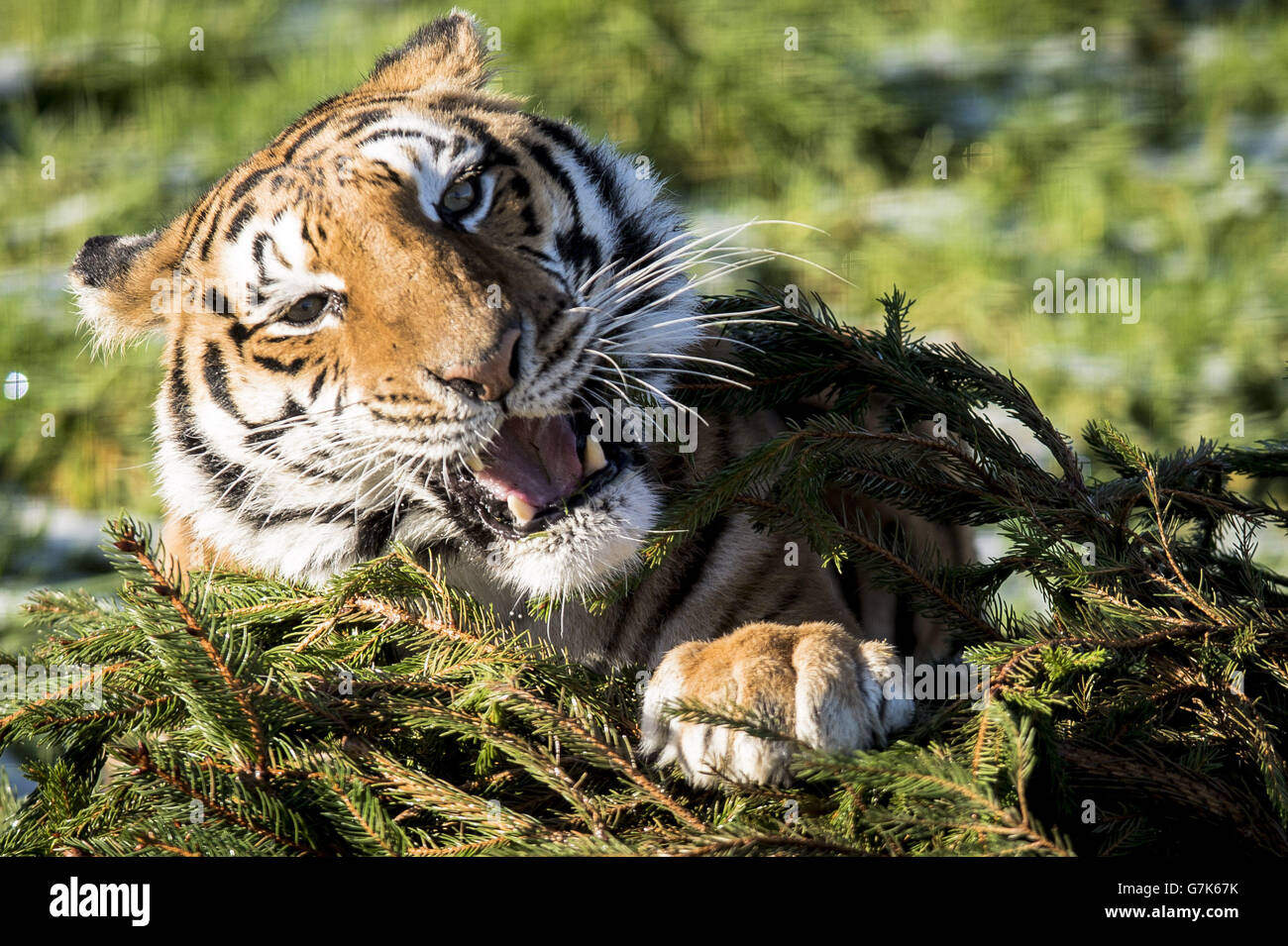 Der weibliche Bengaltiger Tiana spielt mit einem Weihnachtsbaum im Rahmen des Großkatzen-Anreicherungsprogramms auf der Noah's Ark Zoo Farm. Stockfoto Der weibliche Bengaltiger Tiana spielt mit einem Weihnachtsbaum im Rahmen des Großkatzen-Anreicherungsprogramms auf der Noah's Ark Zoo Farm. Stockfoto