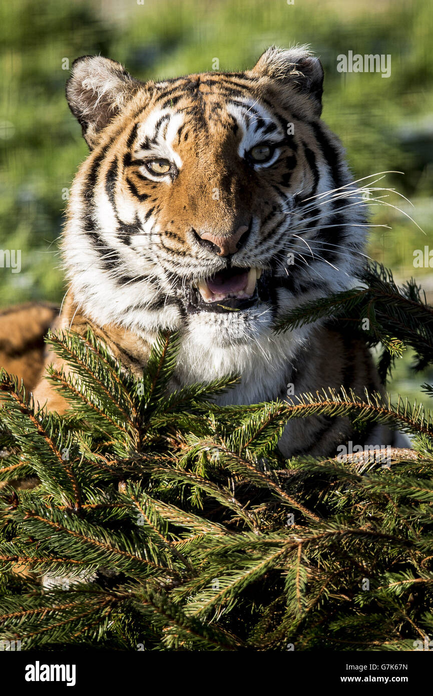 Der weibliche Bengaltiger Tiana spielt mit einem Weihnachtsbaum im Rahmen des Großkatzen-Anreicherungsprogramms auf der Noah's Ark Zoo Farm. Stockfoto Der weibliche Bengaltiger Tiana spielt mit einem Weihnachtsbaum im Rahmen des Großkatzen-Anreicherungsprogramms auf der Noah's Ark Zoo Farm. Stockfoto