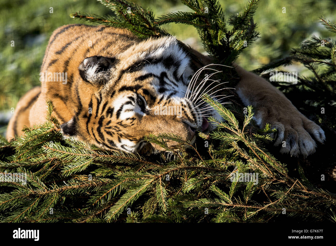 Der weibliche Bengaltiger Tiana spielt mit einem Weihnachtsbaum im Rahmen des Großkatzen-Anreicherungsprogramms auf der Noah's Ark Zoo Farm. Stockfoto Der weibliche Bengaltiger Tiana spielt mit einem Weihnachtsbaum im Rahmen des Großkatzen-Anreicherungsprogramms auf der Noah's Ark Zoo Farm. Stockfoto