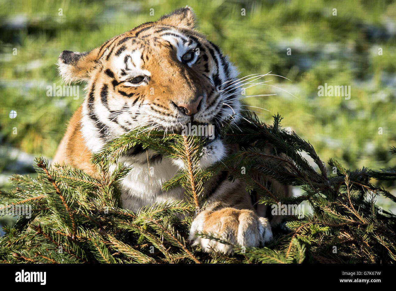 Der weibliche Bengaltiger Tiana spielt mit einem Weihnachtsbaum im Rahmen des Großkatzen-Anreicherungsprogramms auf der Noah's Ark Zoo Farm. Stockfoto Der weibliche Bengaltiger Tiana spielt mit einem Weihnachtsbaum im Rahmen des Großkatzen-Anreicherungsprogramms auf der Noah's Ark Zoo Farm. Stockfoto