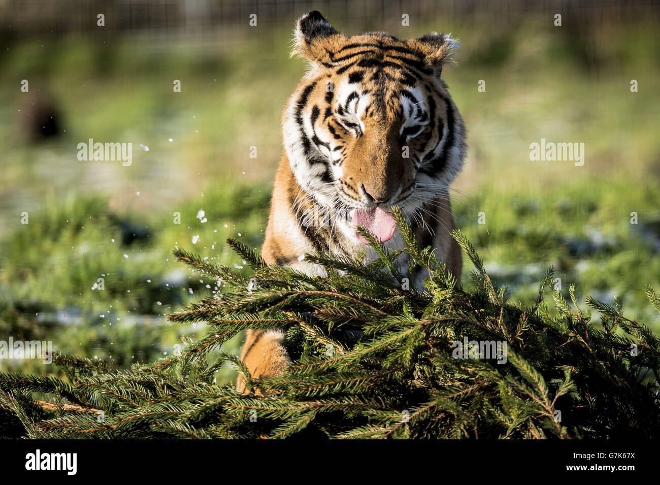 Der weibliche Bengaltiger Tiana spielt mit einem Weihnachtsbaum im Rahmen des Großkatzen-Anreicherungsprogramms auf der Noah's Ark Zoo Farm. Stockfoto Der weibliche Bengaltiger Tiana spielt mit einem Weihnachtsbaum im Rahmen des Großkatzen-Anreicherungsprogramms auf der Noah's Ark Zoo Farm. Stockfoto