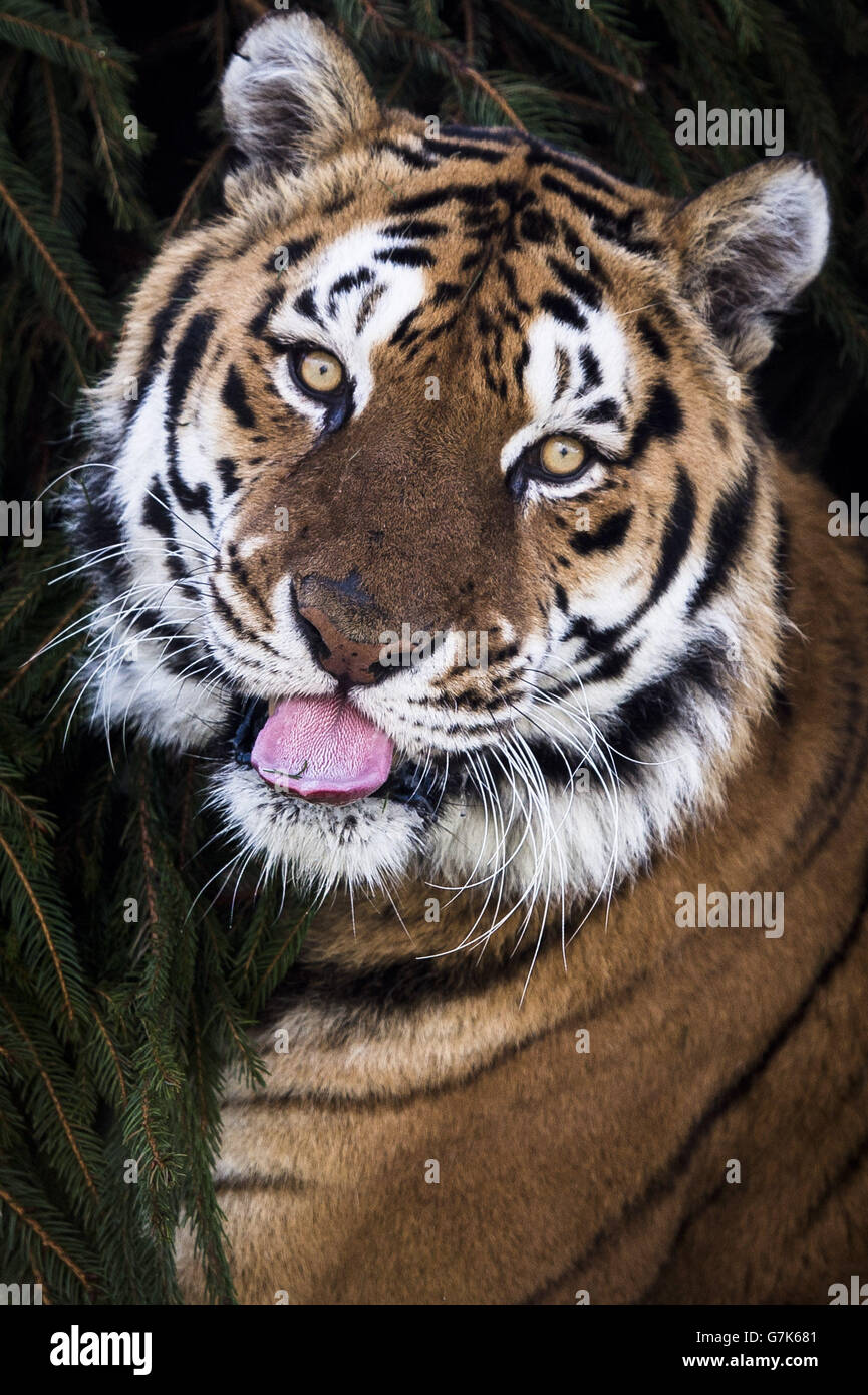 Der männliche bengalische Tiger Khan spielt im Rahmen des Anreicherungsprogramms für Großkatzen auf der Noah's Ark Zoo Farm mit einem Weihnachtsbaum. Stockfoto Der männliche bengalische Tiger Khan spielt im Rahmen des Anreicherungsprogramms für Großkatzen auf der Noah's Ark Zoo Farm mit einem Weihnachtsbaum. Stockfoto