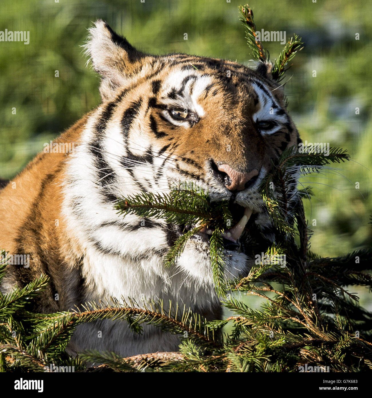 Der weibliche Bengaltiger Tiana spielt mit einem Weihnachtsbaum im Rahmen des Großkatzen-Anreicherungsprogramms auf der Noah's Ark Zoo Farm. Stockfoto Der weibliche Bengaltiger Tiana spielt mit einem Weihnachtsbaum im Rahmen des Großkatzen-Anreicherungsprogramms auf der Noah's Ark Zoo Farm. Stockfoto