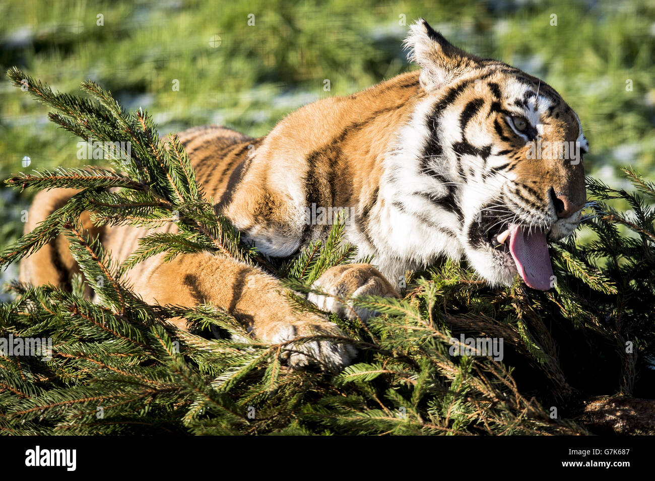 Der weibliche Bengaltiger Tiana spielt mit einem Weihnachtsbaum im Rahmen des Großkatzen-Anreicherungsprogramms auf der Noah's Ark Zoo Farm. Stockfoto Der weibliche Bengaltiger Tiana spielt mit einem Weihnachtsbaum im Rahmen des Großkatzen-Anreicherungsprogramms auf der Noah's Ark Zoo Farm. Stockfoto