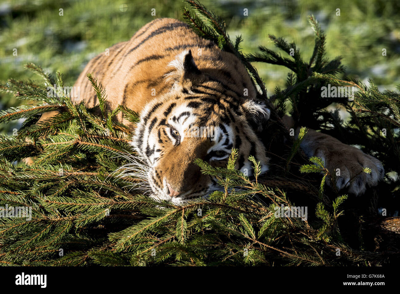 Der weibliche Bengaltiger Tiana spielt mit einem Weihnachtsbaum im Rahmen des Großkatzen-Anreicherungsprogramms auf der Noah's Ark Zoo Farm. Stockfoto Der weibliche Bengaltiger Tiana spielt mit einem Weihnachtsbaum im Rahmen des Großkatzen-Anreicherungsprogramms auf der Noah's Ark Zoo Farm. Stockfoto