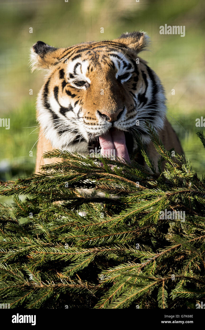 Der weibliche Bengaltiger Tiana spielt mit einem Weihnachtsbaum im Rahmen des Großkatzen-Anreicherungsprogramms auf der Noah's Ark Zoo Farm. Stockfoto Der weibliche Bengaltiger Tiana spielt mit einem Weihnachtsbaum im Rahmen des Großkatzen-Anreicherungsprogramms auf der Noah's Ark Zoo Farm. Stockfoto