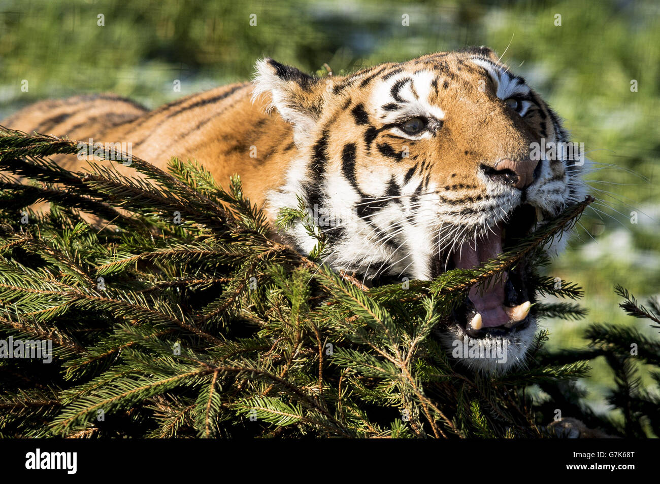 Der weibliche Bengaltiger Tiana spielt mit einem Weihnachtsbaum im Rahmen des Großkatzen-Anreicherungsprogramms auf der Noah's Ark Zoo Farm. Stockfoto Der weibliche Bengaltiger Tiana spielt mit einem Weihnachtsbaum im Rahmen des Großkatzen-Anreicherungsprogramms auf der Noah's Ark Zoo Farm. Stockfoto