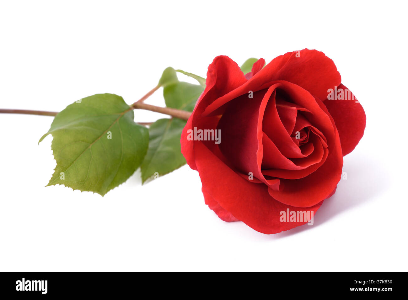 Rote rose Blume isoliert auf weißem Hintergrund Stockfoto