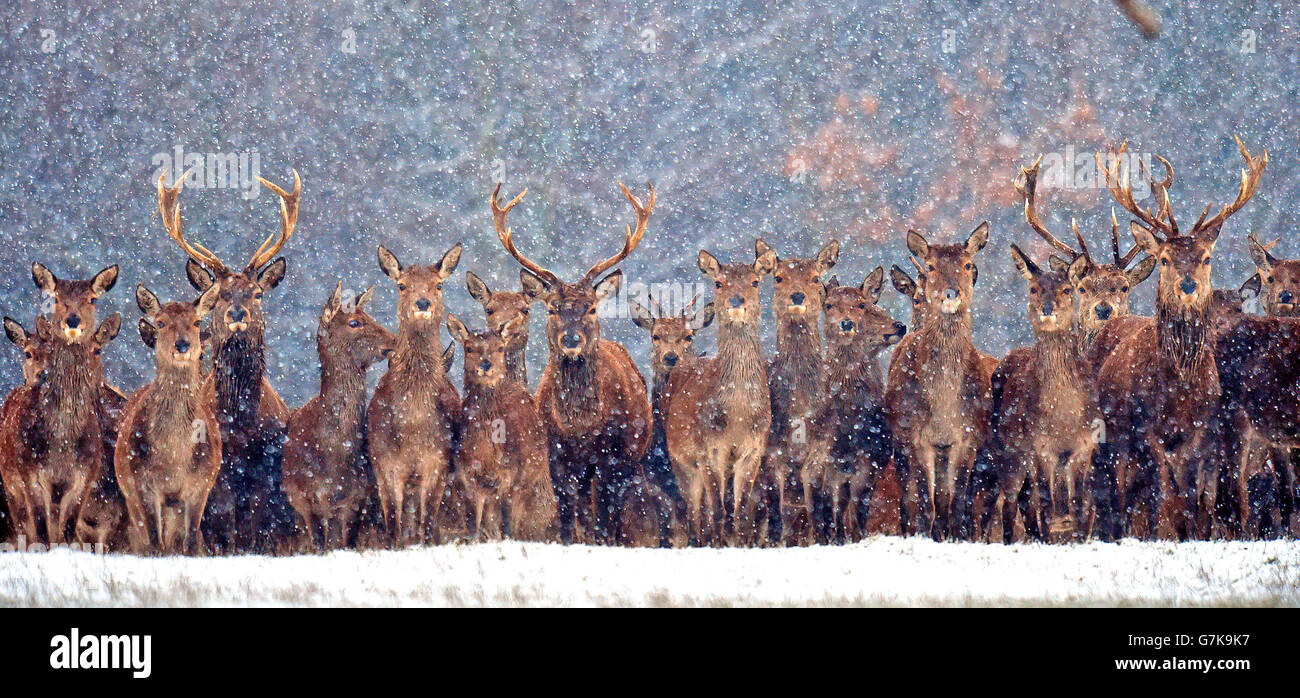 Der kalte Zauber setzt sich fort, wenn sich Hirsche im Raby Castle in der Grafschaft Durham durch den frischen Nachtschnee bewegen. Stockfoto