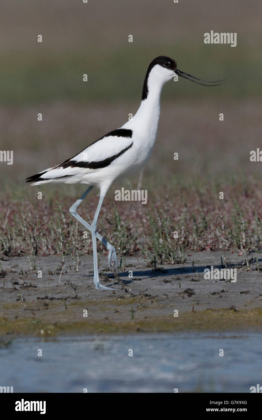 Pied Avocet Recurvirostra Avosetta, einziger Vogel am Boden, Rumänien, Juni 2016 Stockfoto