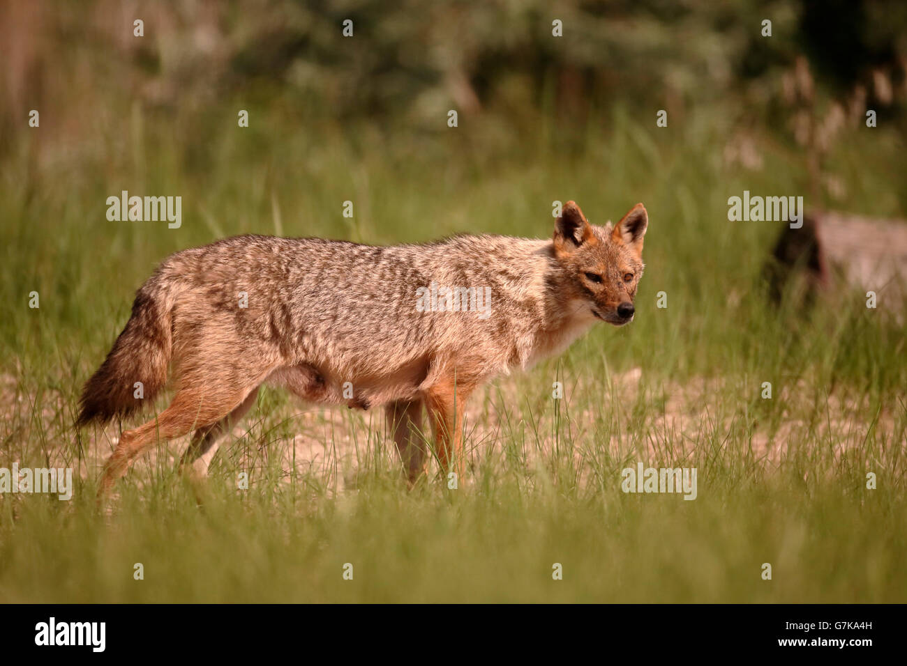 Europäische Schakal, Canis Aureus Moreoticus, einziges Säugetier auf Rasen, Rumänien, Juni 2016 Stockfoto