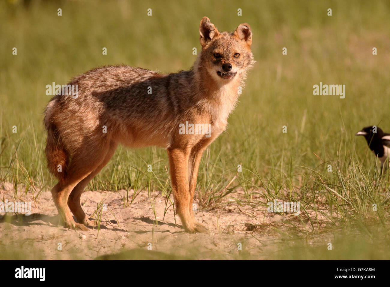 Europäische Schakal, Canis Aureus Moreoticus, einziges Säugetier auf Rasen, Rumänien, Juni 2016 Stockfoto
