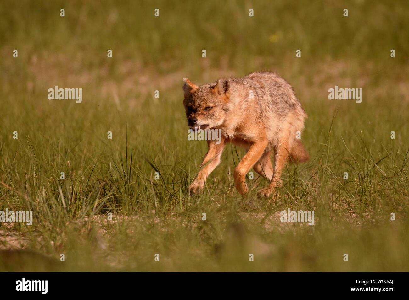 Europäische Schakal, Canis Aureus Moreoticus, einziges Säugetier auf Rasen, Rumänien, Juni 2016 Stockfoto
