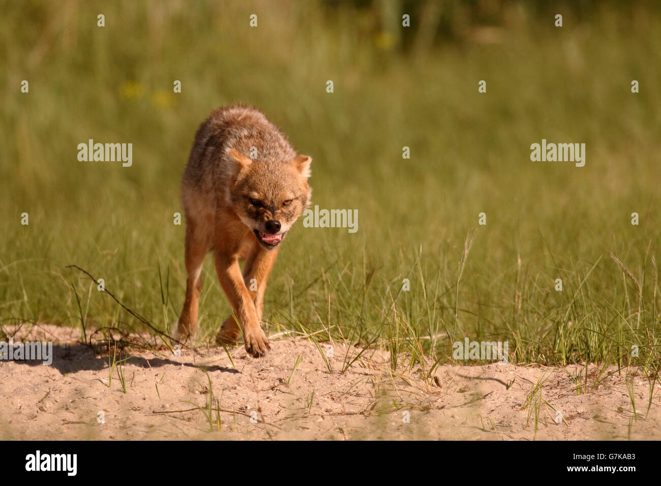 Europäische Schakal, Canis Aureus Moreoticus, einziges Säugetier auf Rasen, Rumänien, Juni 2016 Stockfoto