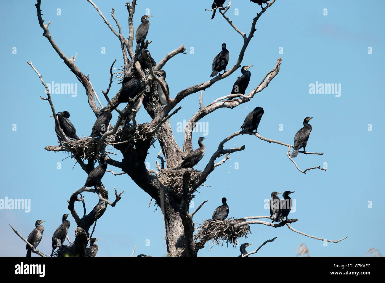 Großer Kormoran, Phalacrocorax Carbo, Kolonie der Vögel im Baum, Rumänien, Juni 2016 Stockfoto