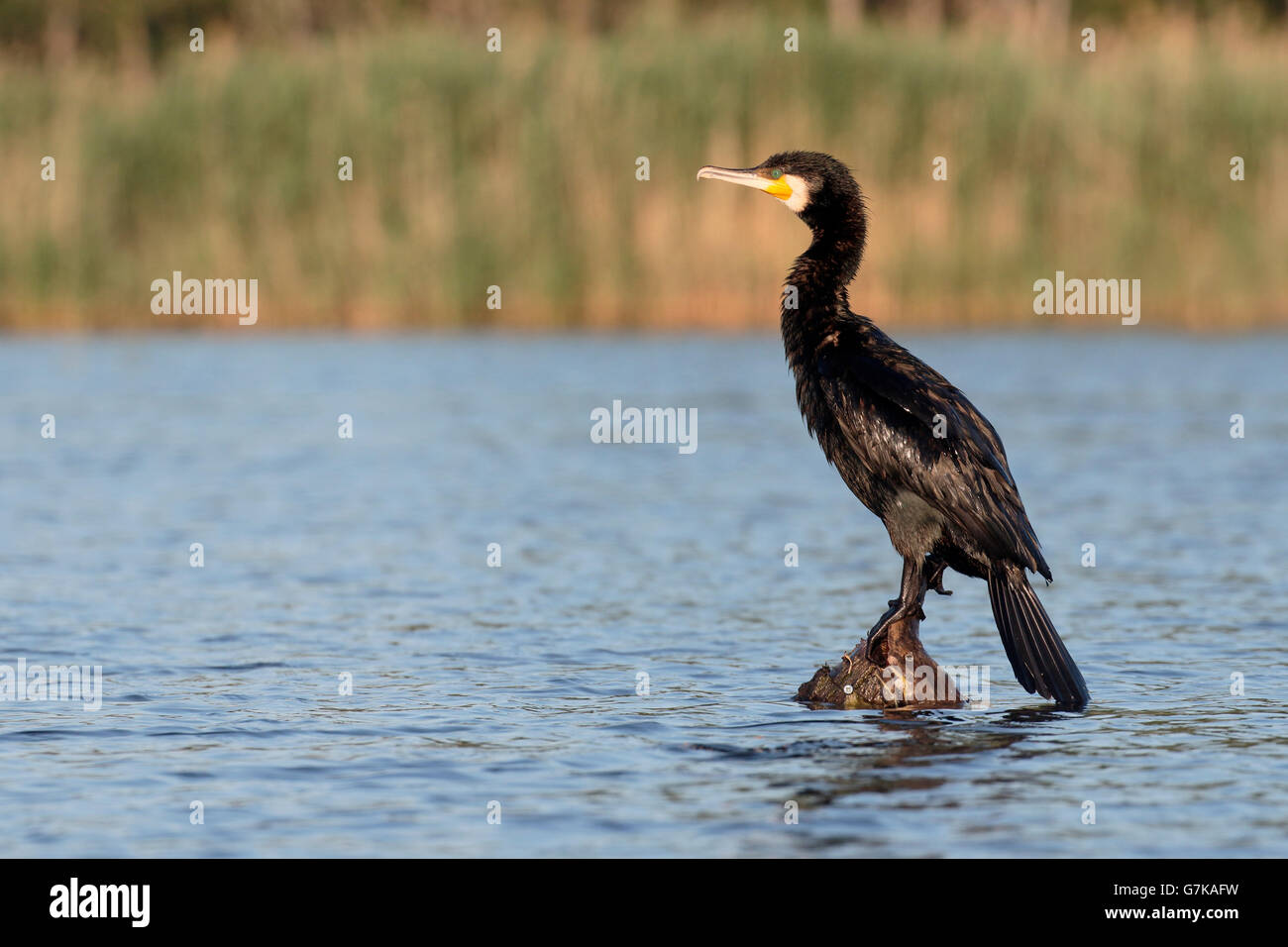 Großer Kormoran, Phalacrocorax Carbo, einziger Vogel auf Pfosten im Wasser, Rumänien, Juni 2016 Stockfoto