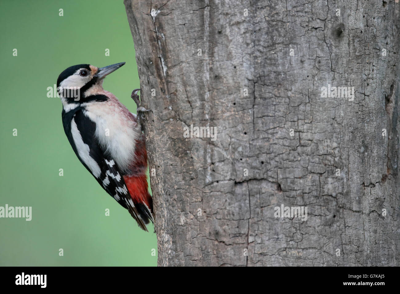 Great spotted Woodpecker, Dendrocopos große, einzelne Weibchen auf Baum, Rumänien, Juni 2016 Stockfoto