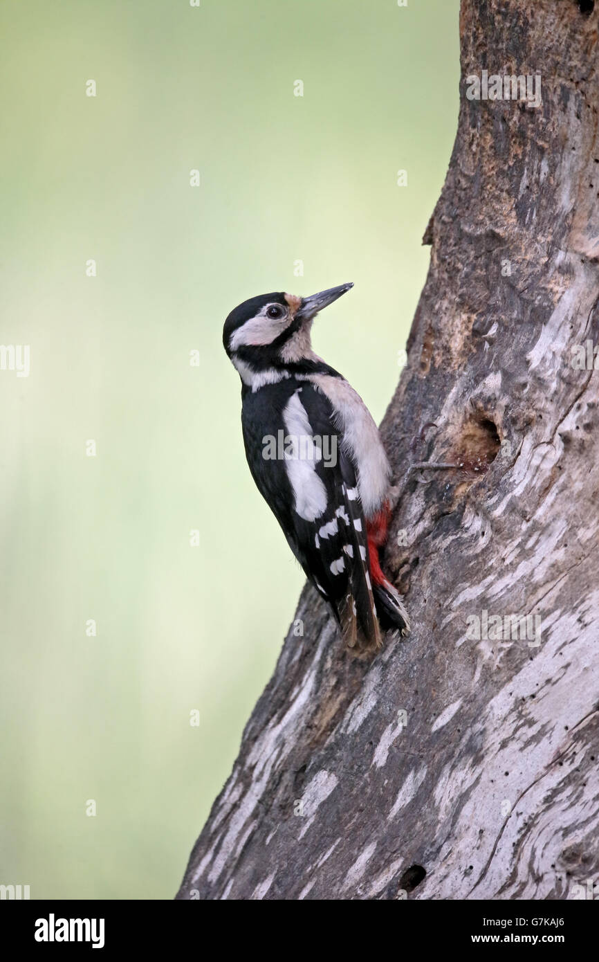 Great spotted Woodpecker, Dendrocopos große, einzelne Weibchen auf Baum, Rumänien, Juni 2016 Stockfoto