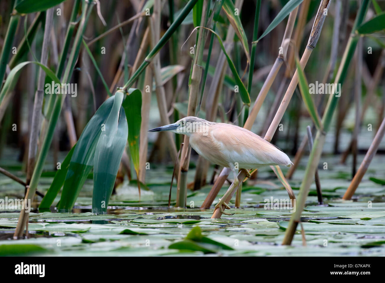 Rallenreiher, Ardeola Ralloides einzelne Vogel durch Wasser, Rumänien, Juni 2016 Stockfoto