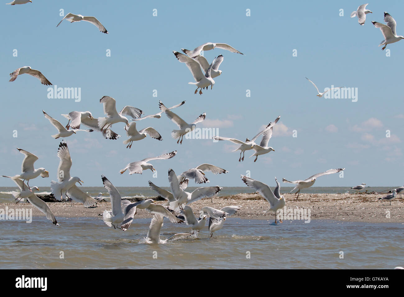 Gelb-legged Möve, Larus Michahellis, Gruppe im Flug, Rumänien, Juni 2016 Stockfoto