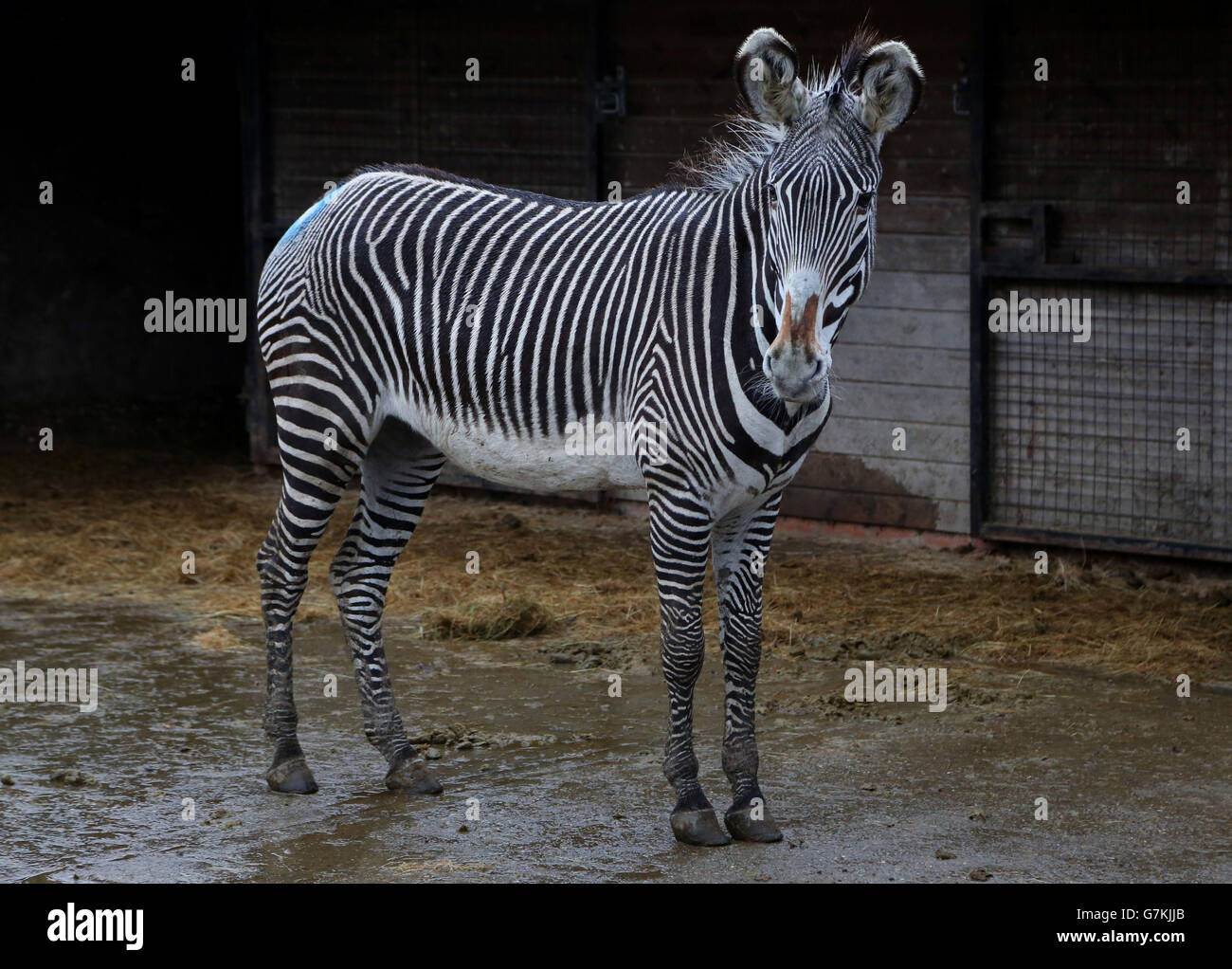 Einer von drei männlichen Wallachern Zebras nannte Babati in seinem Gehege im Port Lympne Wild Animal Park bei Ashford, Kent, da sie bereit sind, über Paris in ein Reservat in Dschibuti, Afrika, transportiert zu werden. Stockfoto