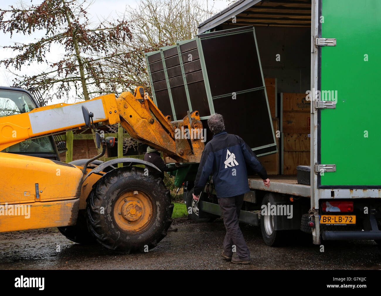 Drei männliche Wallach Zebras werden im Port Lympne Wild Animal Park in der Nähe von Ashford, Kent, auf einen Lastwagen verladen, um über Paris in ein Reservat in Dschibuti, Afrika, transportiert zu werden. Stockfoto