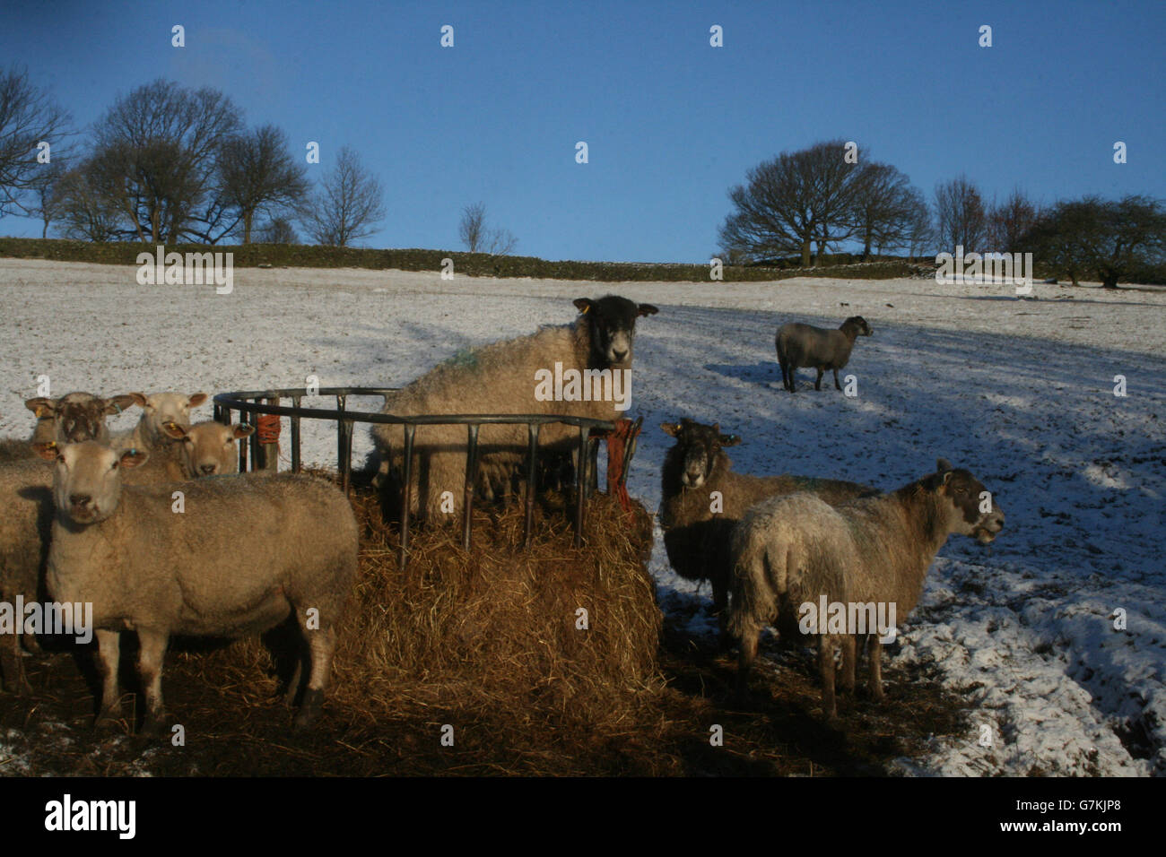 Eine allgemeine Ansicht von Schafen in verschneiten Feldern oberhalb von Low Bradfield in der Nähe von Sheffield, da mehr Winterwetter über Großbritannien hinweggefegt hat, was zu Störungen im Rush-Hour-Verkehr führt. Stockfoto