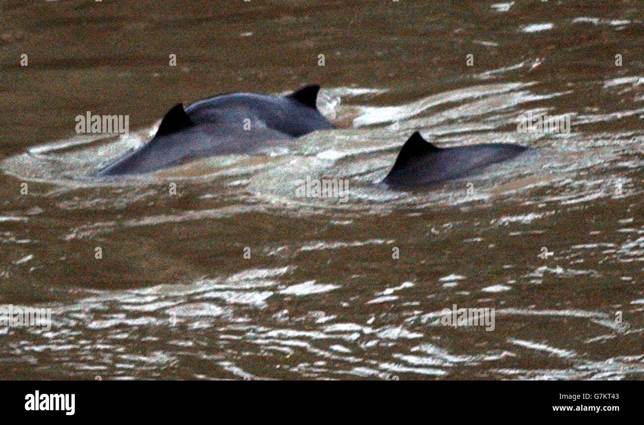 Schweinswale schwimmen in der Themse an der Vauxhall Bridge in Westminster. Die Säugetiere wurden im Laufe der Jahre gesiegt, aber es gibt keine offiziellen Aufzeichnungen über sie in der Themse gefunden. Stockfoto