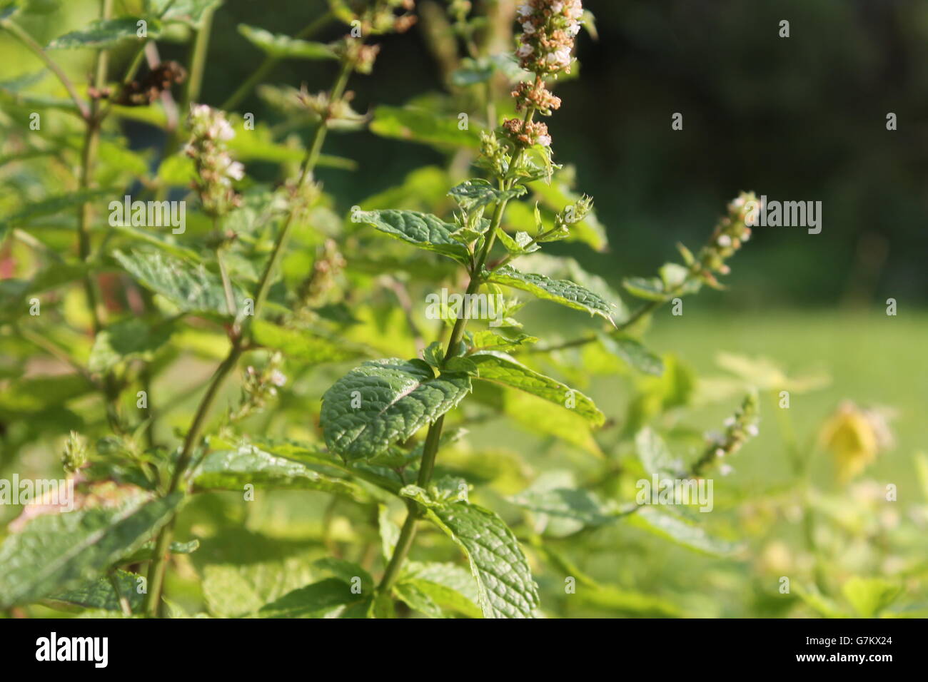 Dies ist ein Bild einer Lavendel-Knospe, die gerade sterben, aber die Beleuchtung macht die Blätter lebendig aussehen. Stockfoto