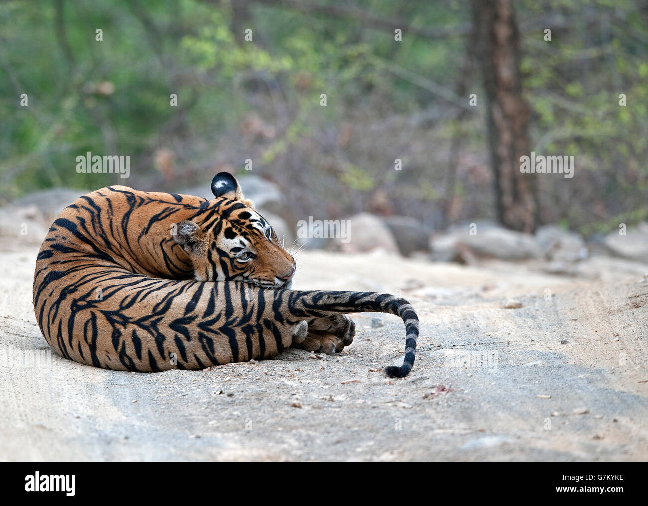 Das Bild der Tiger (Panthera Tigris) Pacman oder T85 erfolgte in Ranthambore, Indien Stockfoto